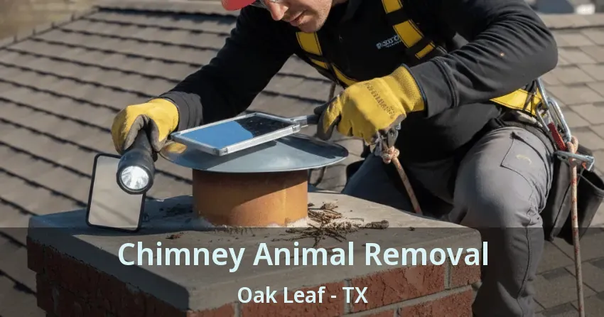 Chimney Animal Removal Oak Leaf - TX